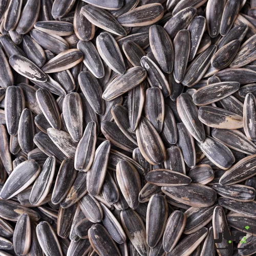 عکس تخمه کانادایی