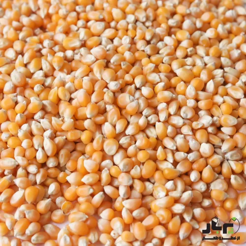 عکس ذرت خام پاپ کورن